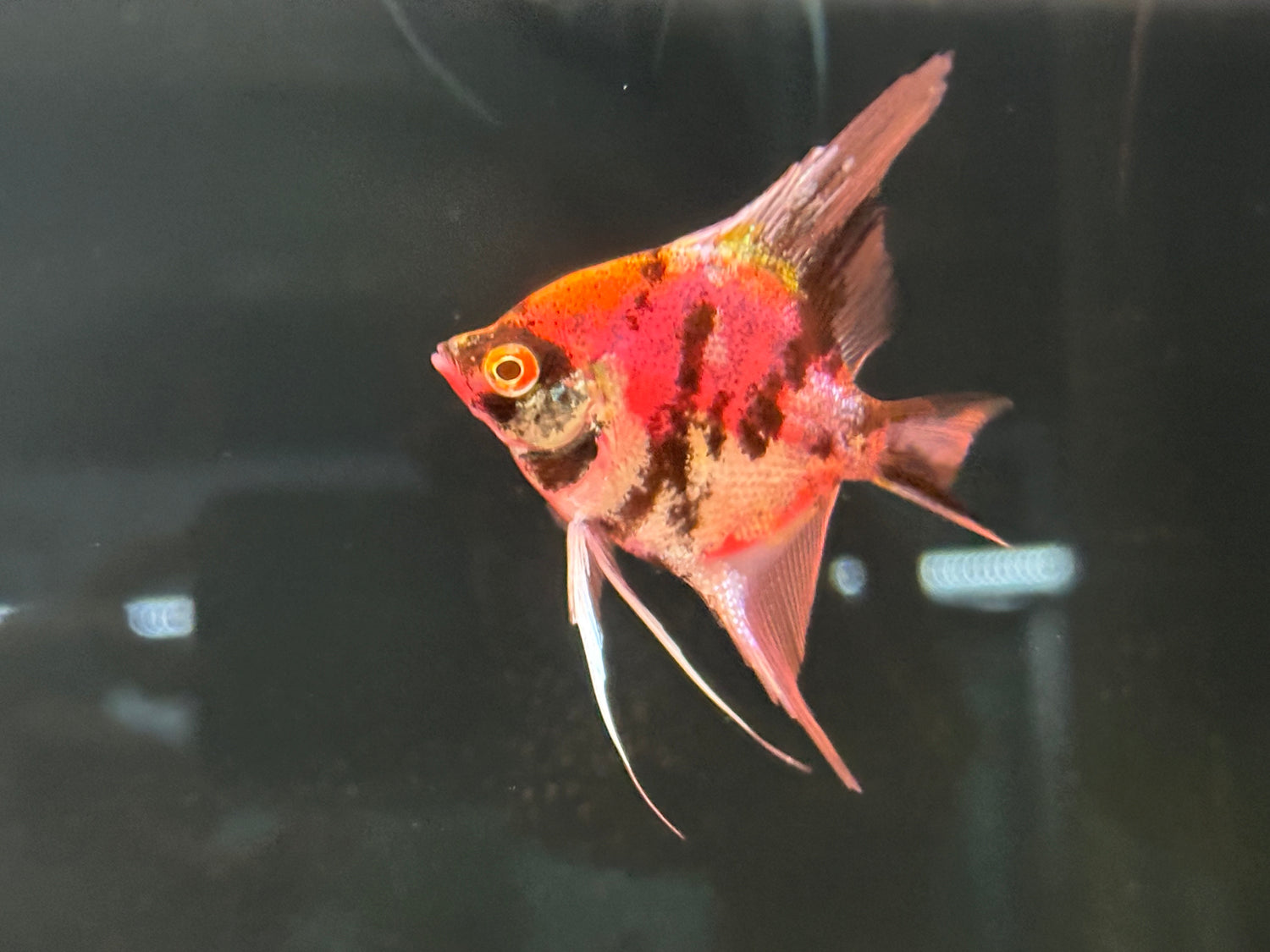 Glow Angel Green/Pink (3”)