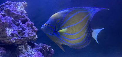 XL Annularis Angelfish (8”)