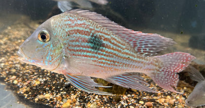 XL Sveni Geophagus Cichlid (6.5-7”)