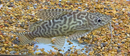 Hybrid Synodontis Catfish (5-6”)