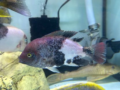 LARGE Marble Fenestratus Vieja Cichlid (6.5-7”)
