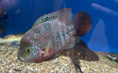 XL Vieja x Flowerhorn Hybrid (7.5-8”)