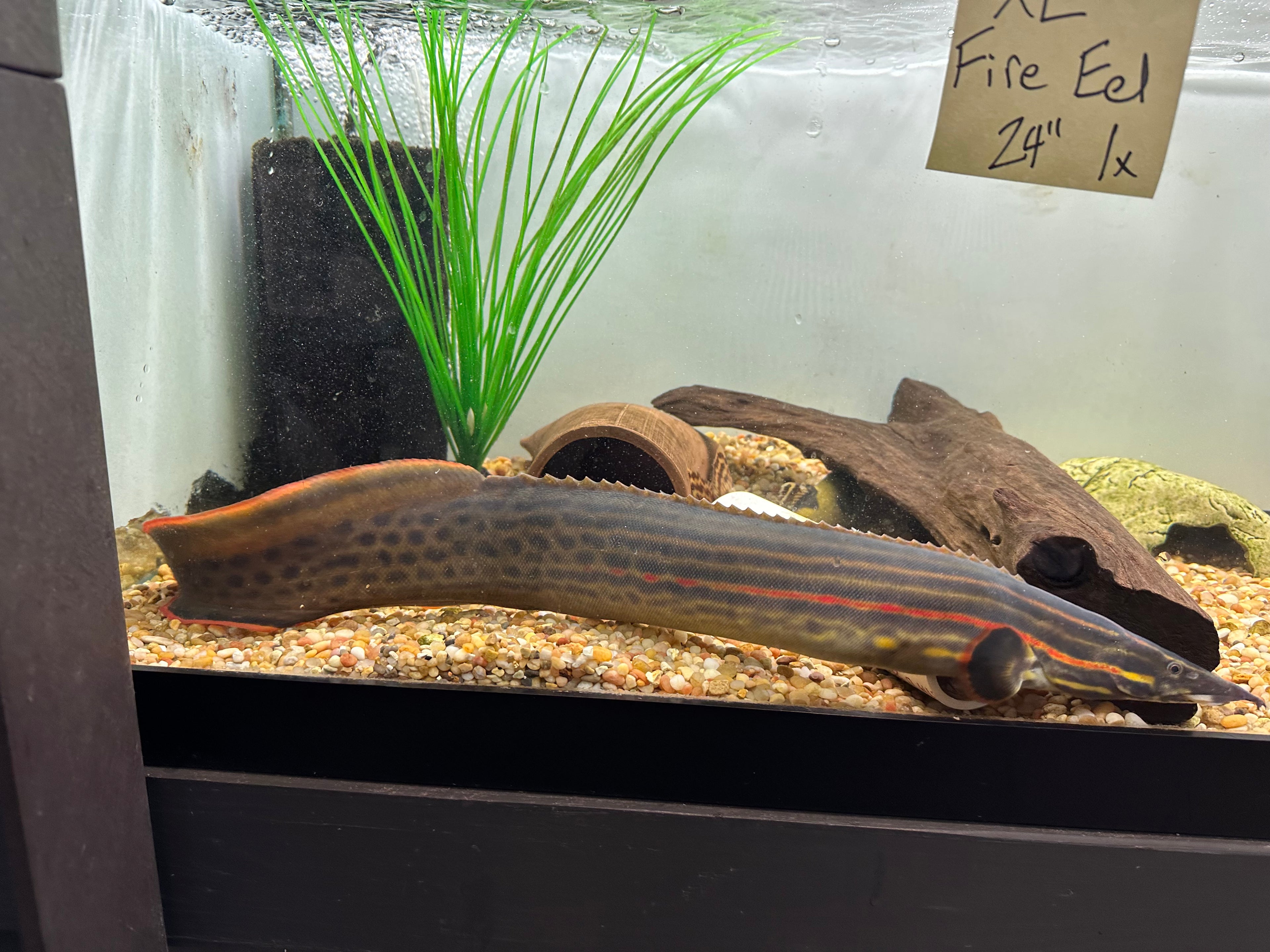 XL Fire Eel (20-22”+)