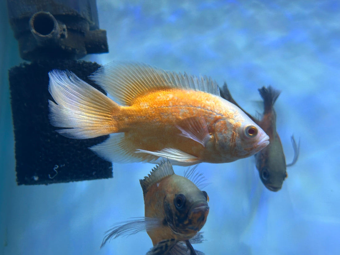 Longfin Red/Albino Red Oscar (4-4.5”)