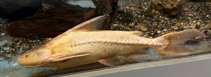 LARGE Albino Granulosus Catfish (9-10”)