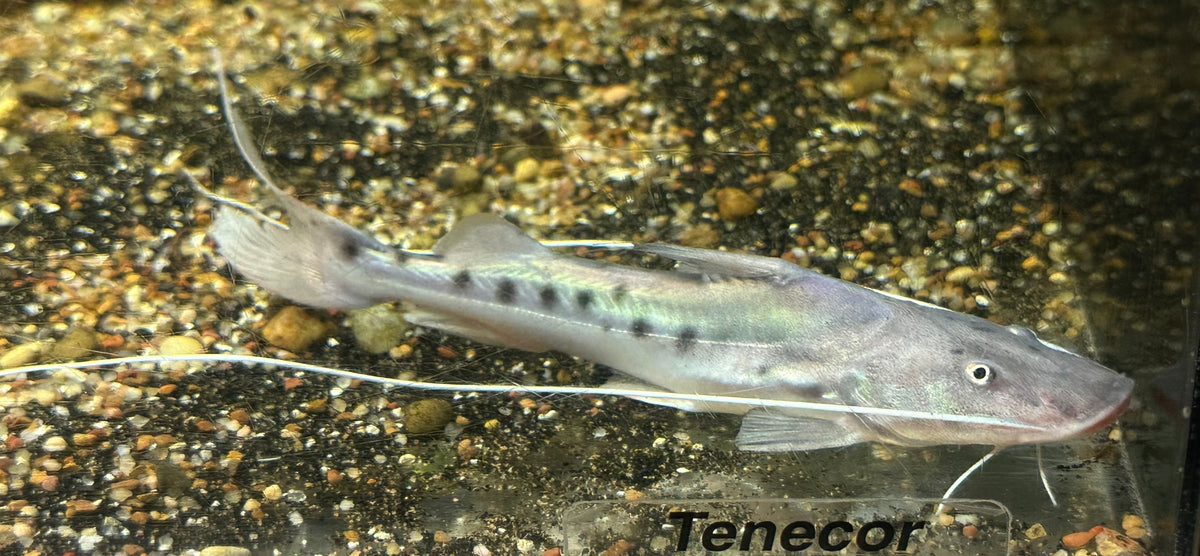 Piraiba Catfish (5-5.5”)