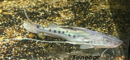 Piraiba Catfish (5-5.5”)