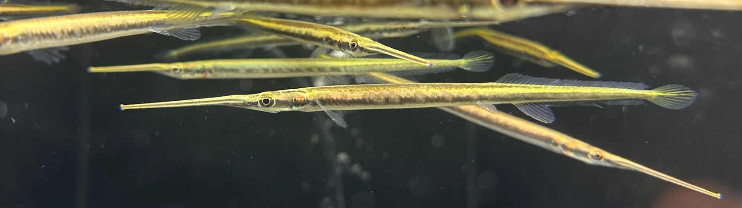 Peces de punta de aguja (5-6”)