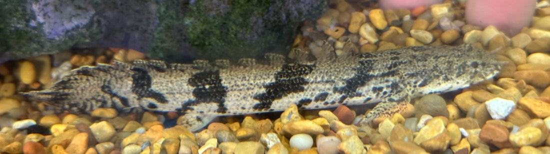 Endlicheri Polypterus (5-5.5”)