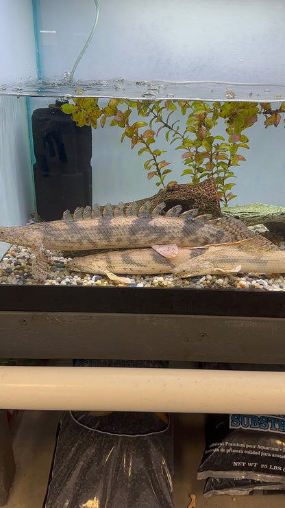 Jumbo Endlicheri Polypterus (18-20”)