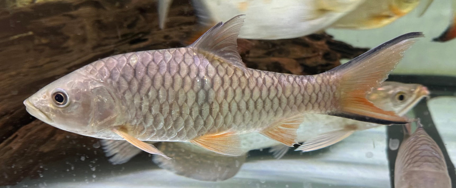 XL Hampala Barb (9-10”)