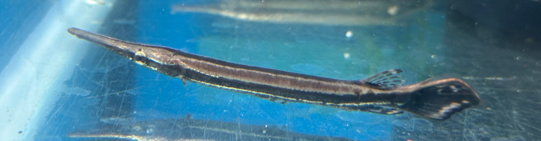 Baby Florida Gar (2.5-3”)