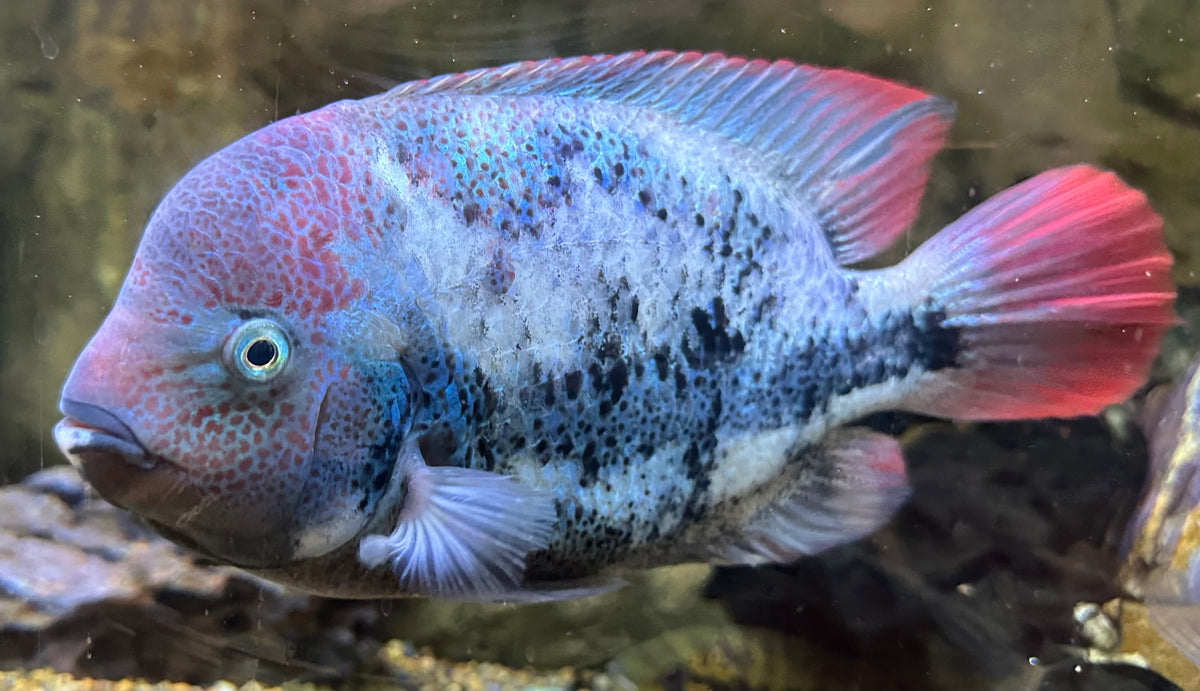 XL Marble Fenestratus Vieja Cichlid (8.5-9”)