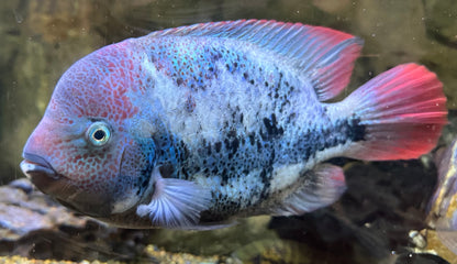 XL Marble Fenestratus Vieja Cichlid (8.5-9”)