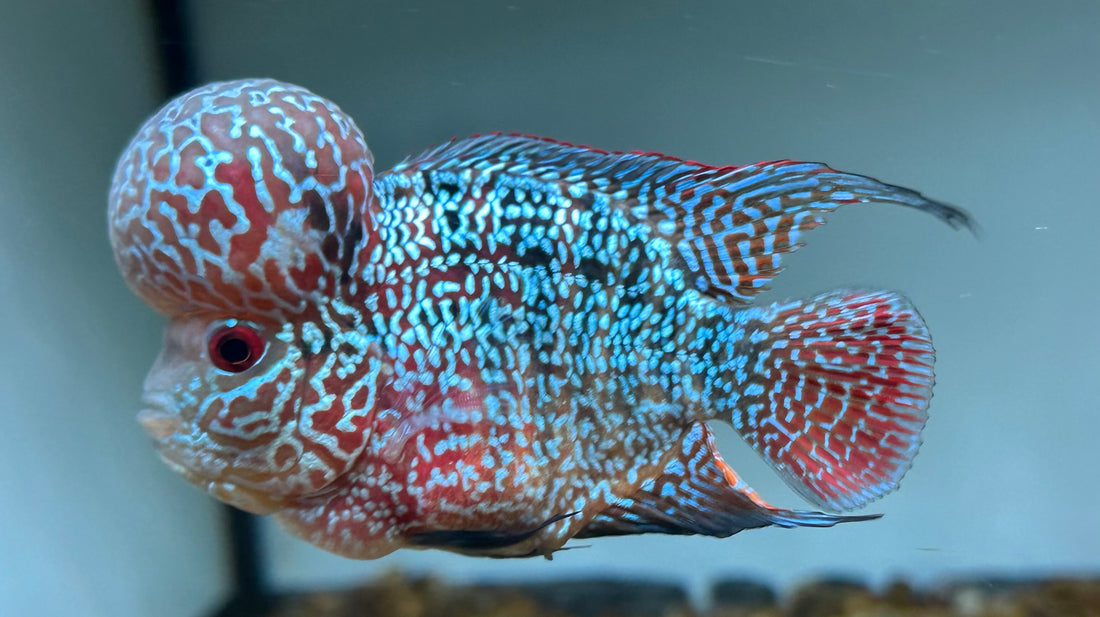 F3 Kamfa Flowerhorn (4”)