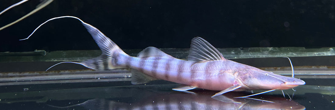 Tigrinus Catfish (6-7”)