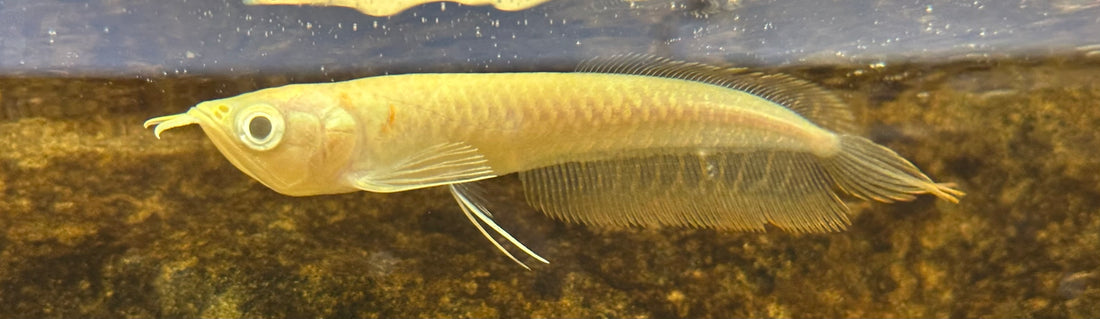 Bebé Albino Plata Arowana (4&quot;)