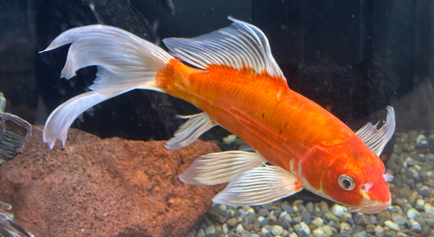Large Assorted Koi (8-9”)