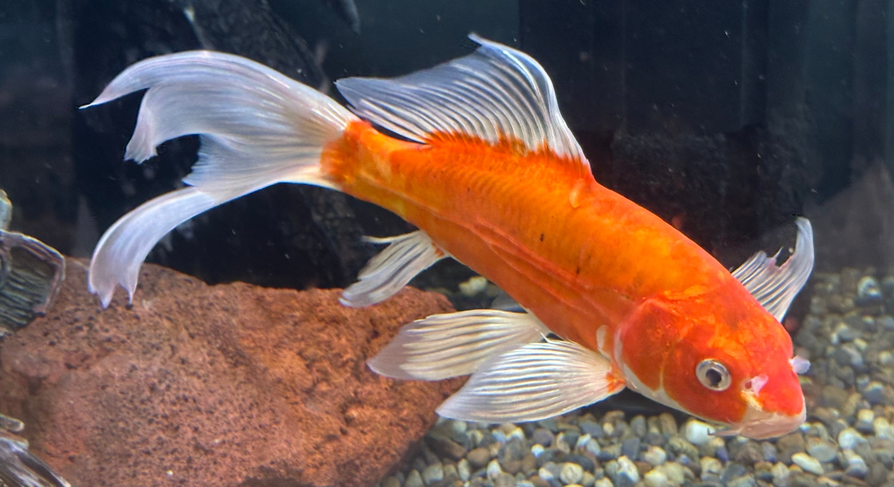Large Assorted Koi (8-9”)