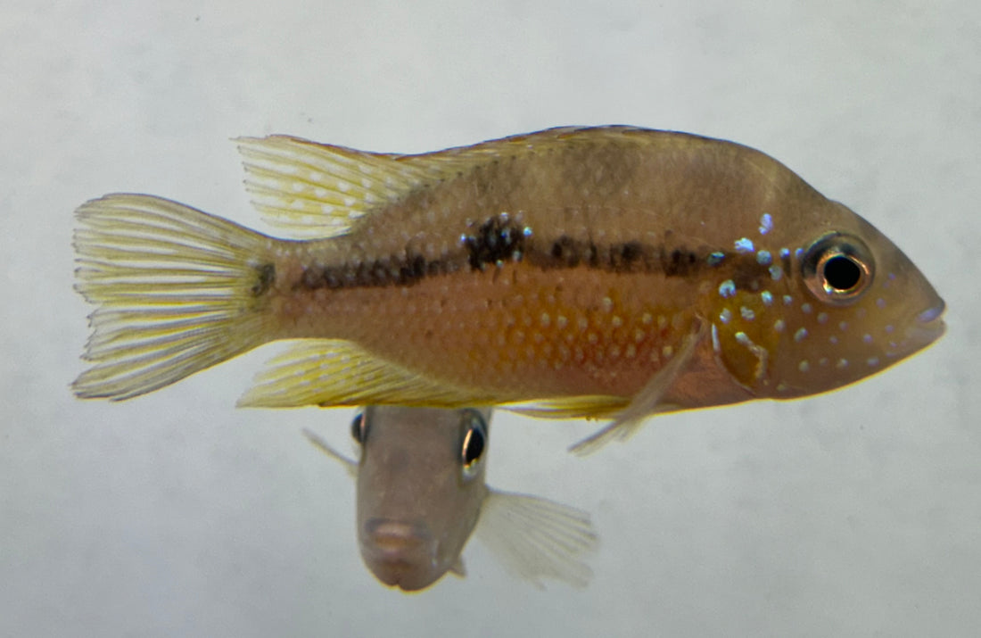 Ellioti Cichlid (3-4”)