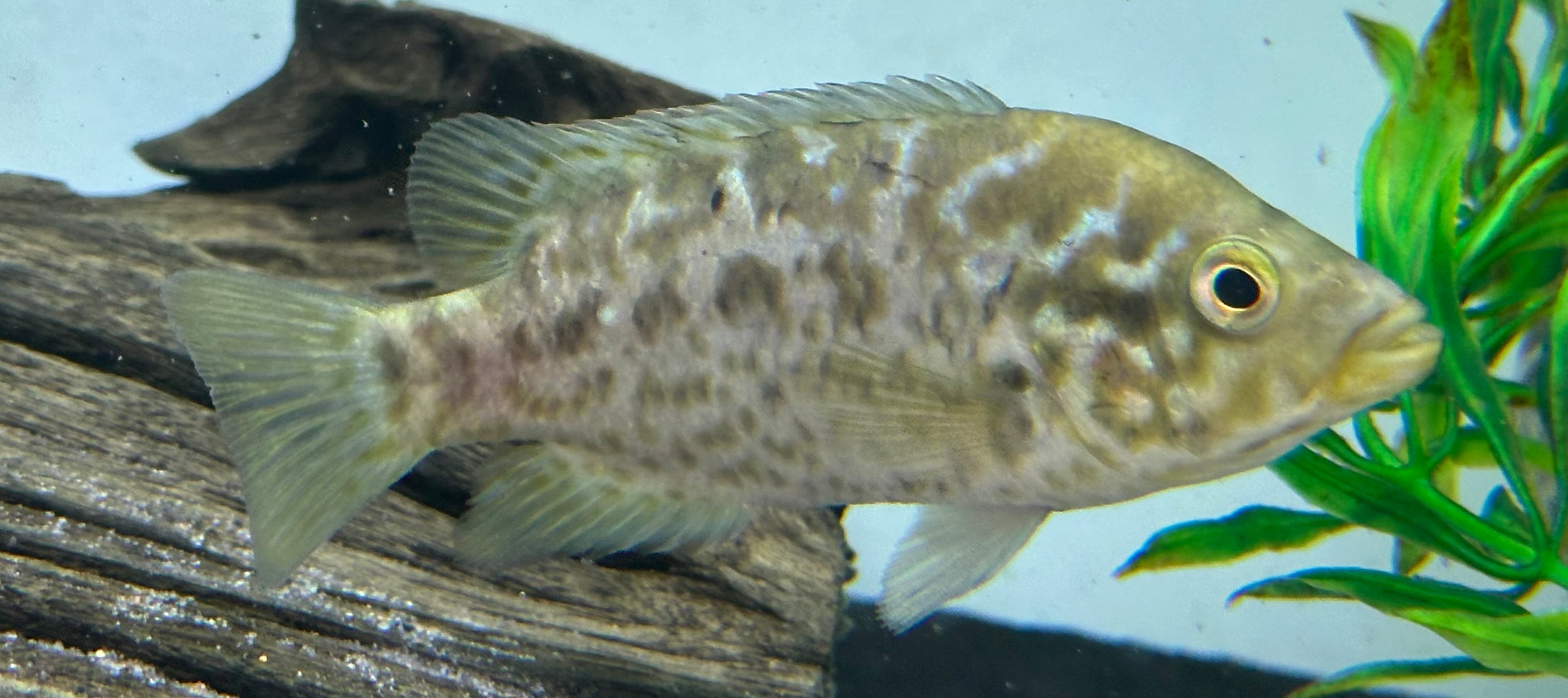 Cuban Cichlid (4”)