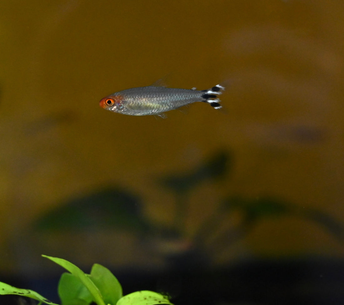 Rummynose Tetra (1.25”)