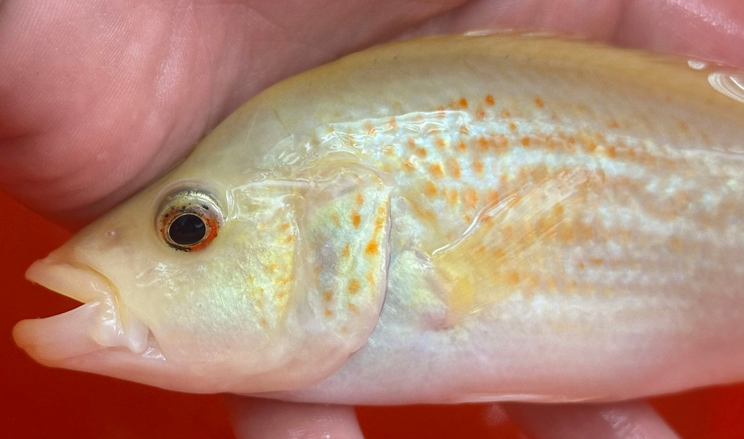 Large Red Dovii Cichlid (7”)
