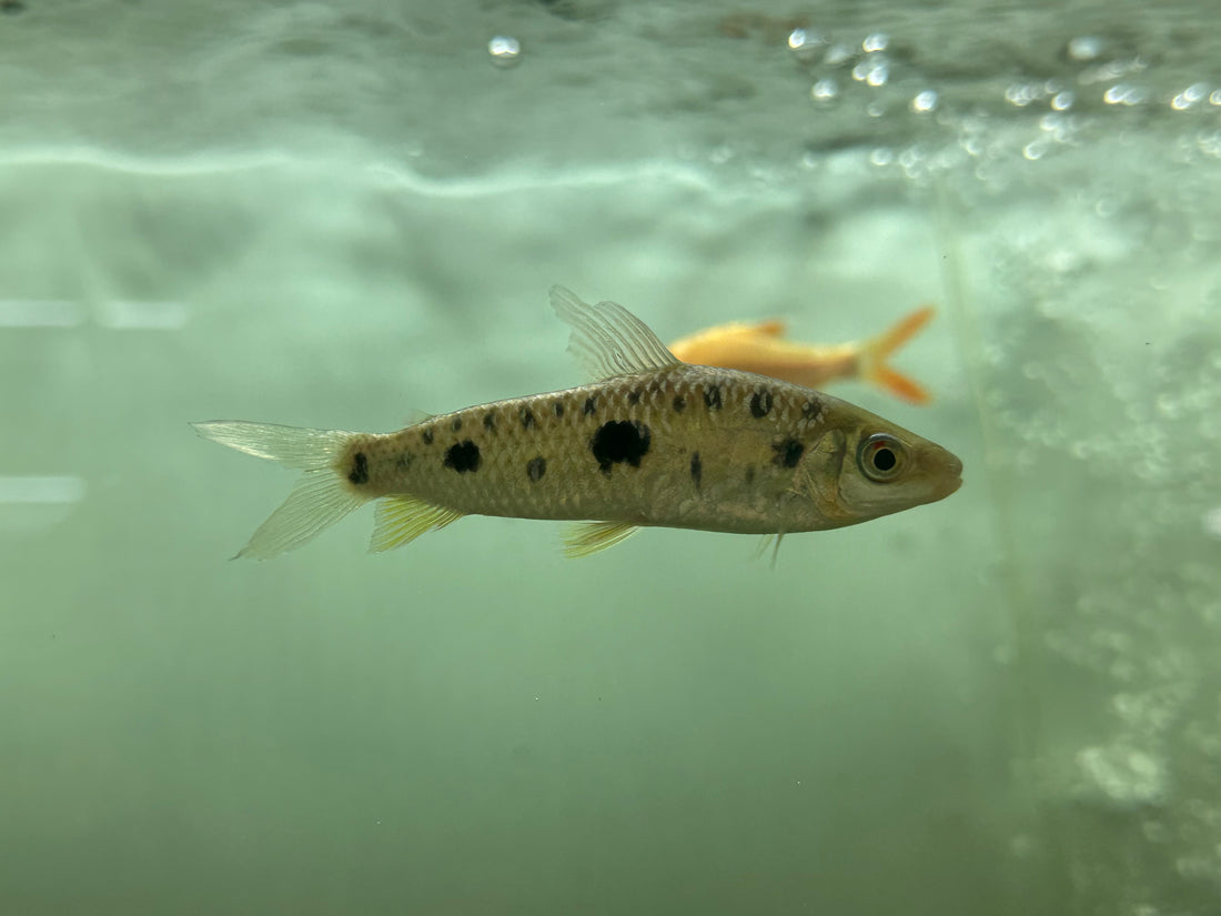 Leporinus steyermarki (3-3.5”)