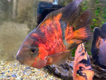 XL Red Tiger Parrot (7”)