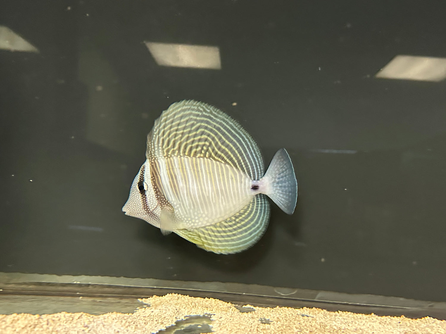 Sailfin Tang (6-7”)