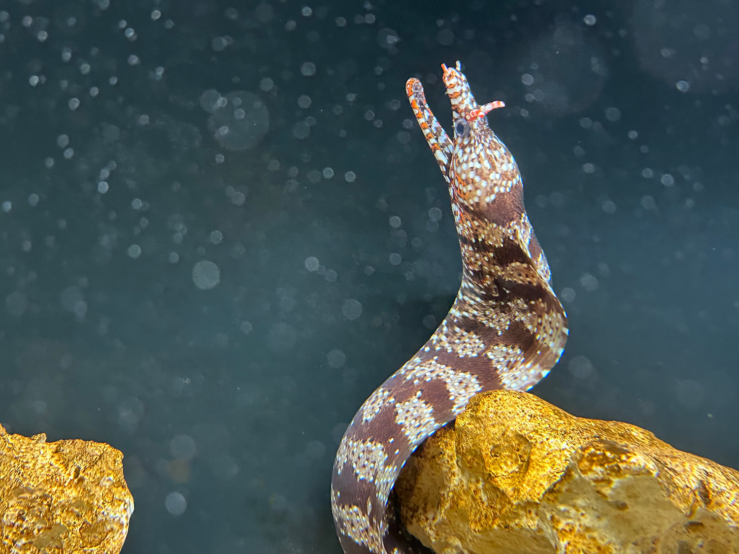 XL Dragon Moray Eel (22”+)