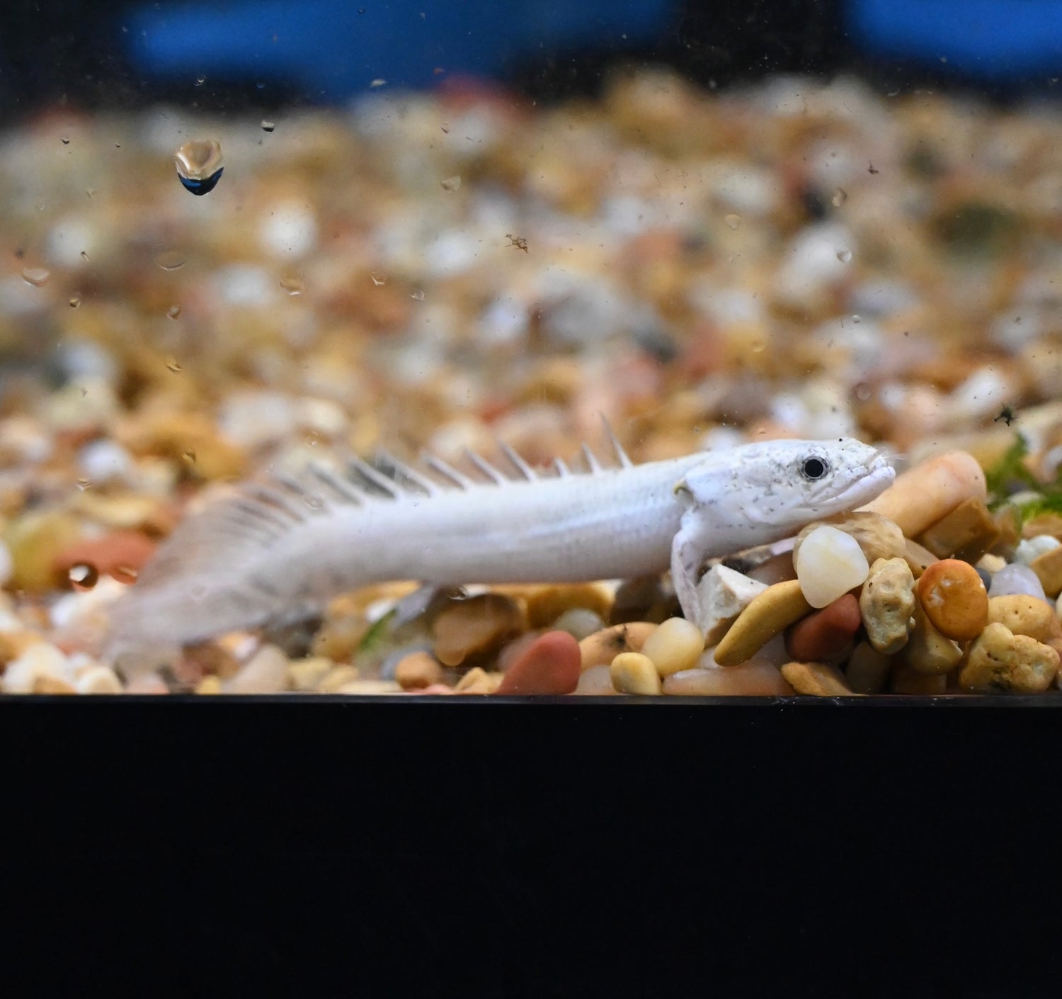 Platino Endlicheri Polypterus (2.5-3”+)