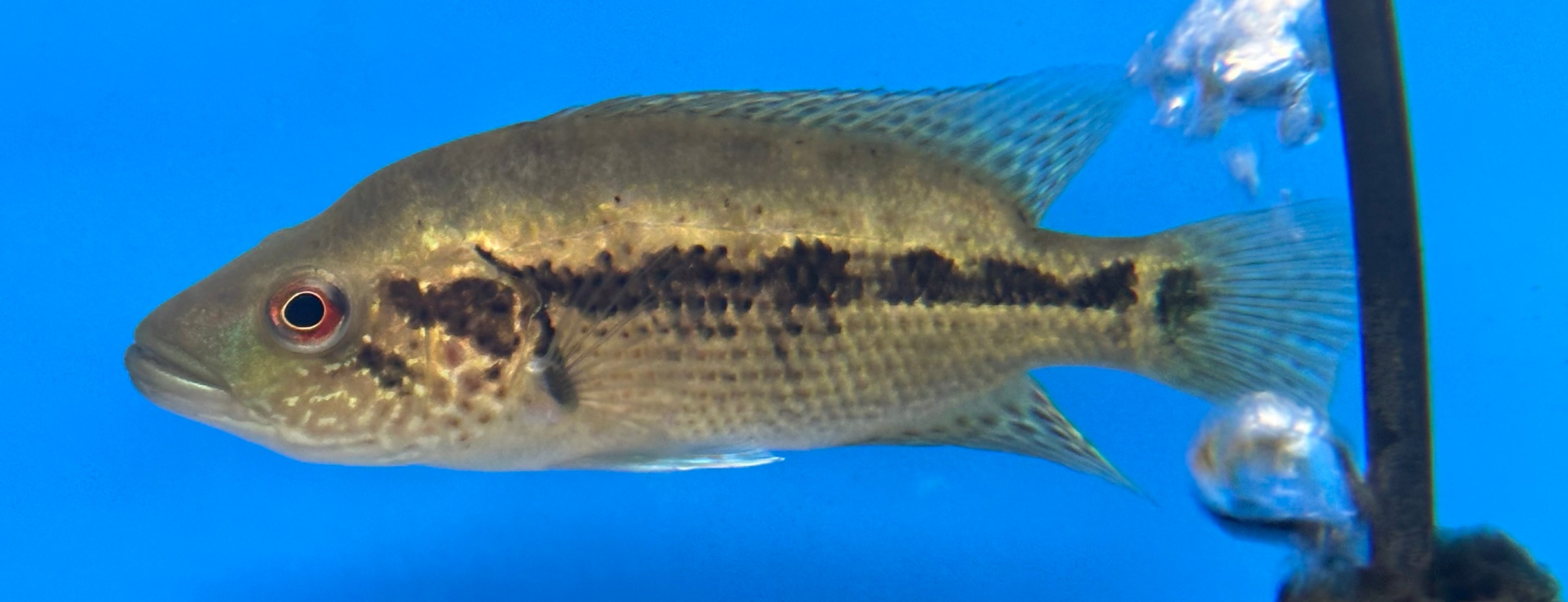 Dovii Cichlid (4.5-5”)