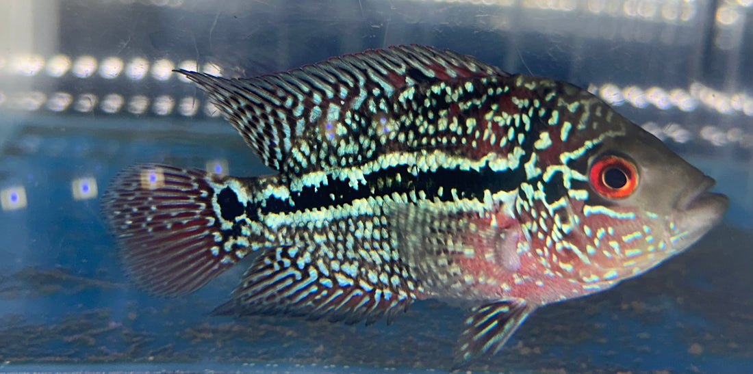 Female Flowerhorn (3.5-4”)
