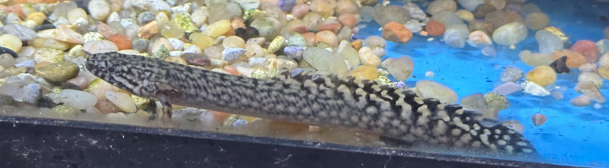 Ornate Polypterus (3.5”)