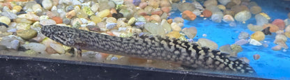Ornate Polypterus (3.5”)