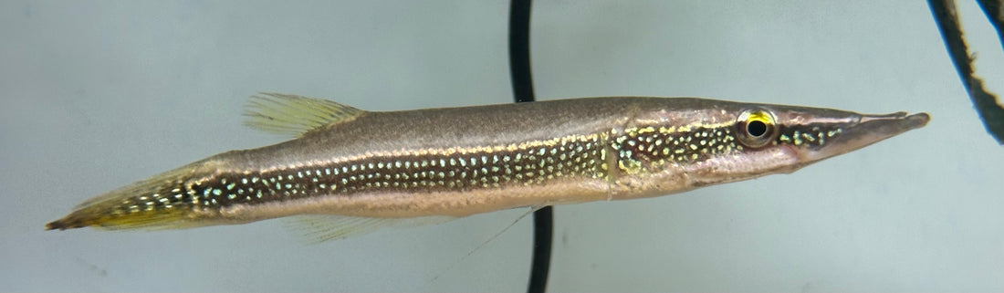 LARGE Peppermint Pike (5”)