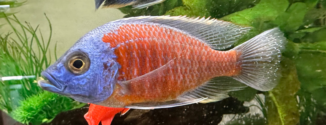 Assorted Show Male Peacock/Hap Cichlid (4”+)