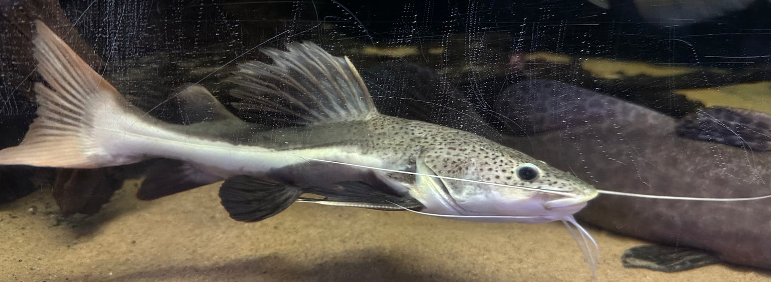 LARGE Redtail Catfish (13-14”)