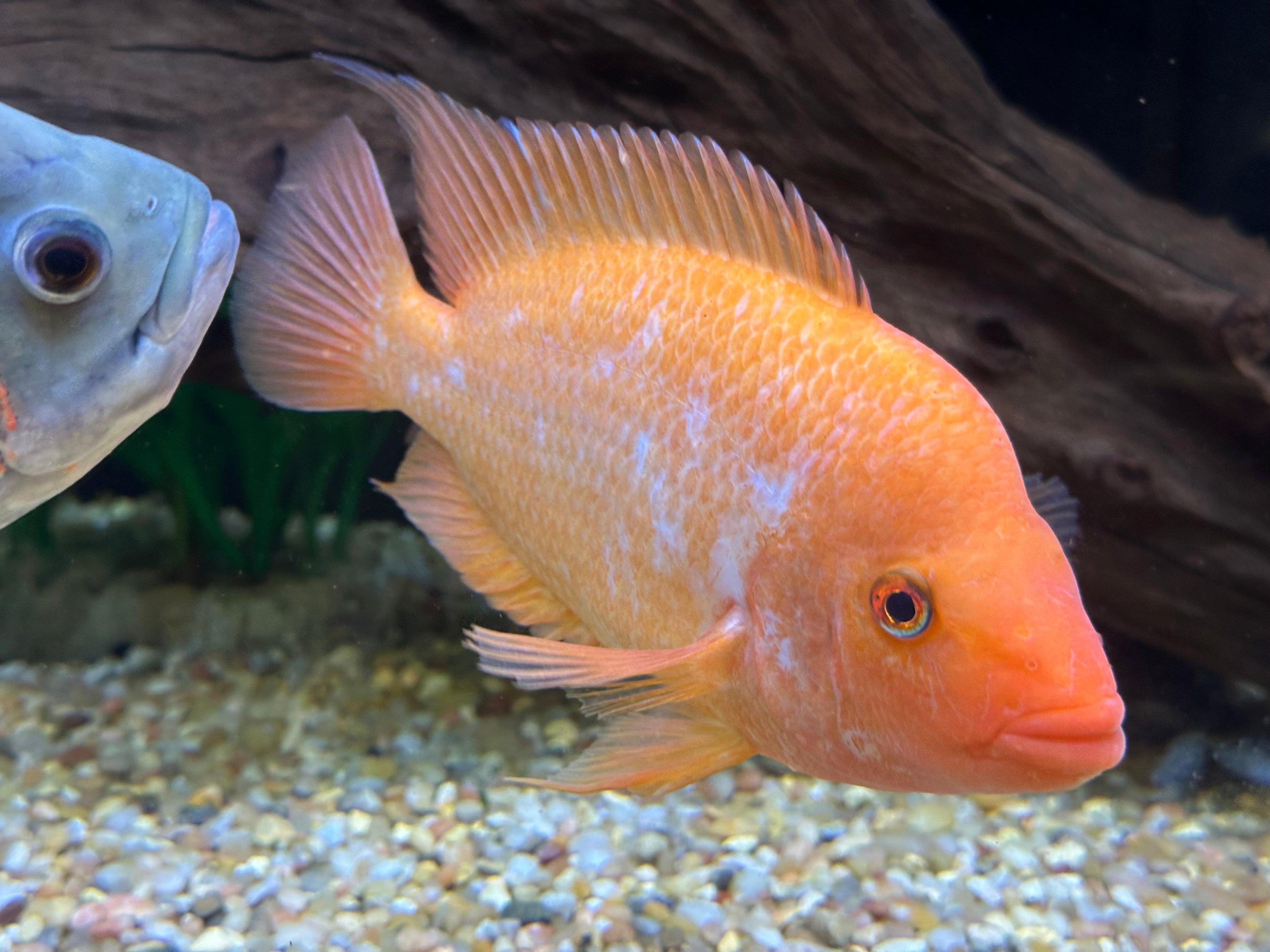 Creamsickle Midas Cichlid (7”)