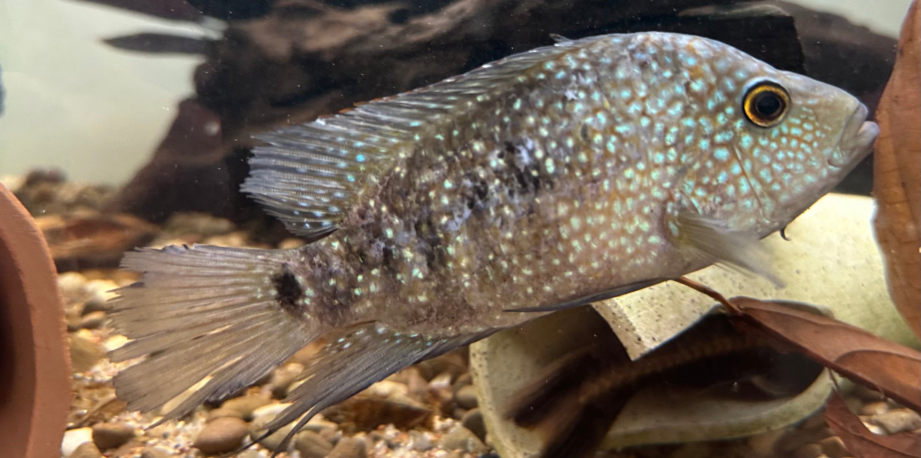 Texas Cichlid (4.5”)