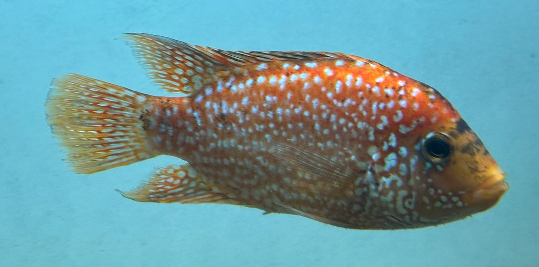 Red Texas Cichlid (5”)