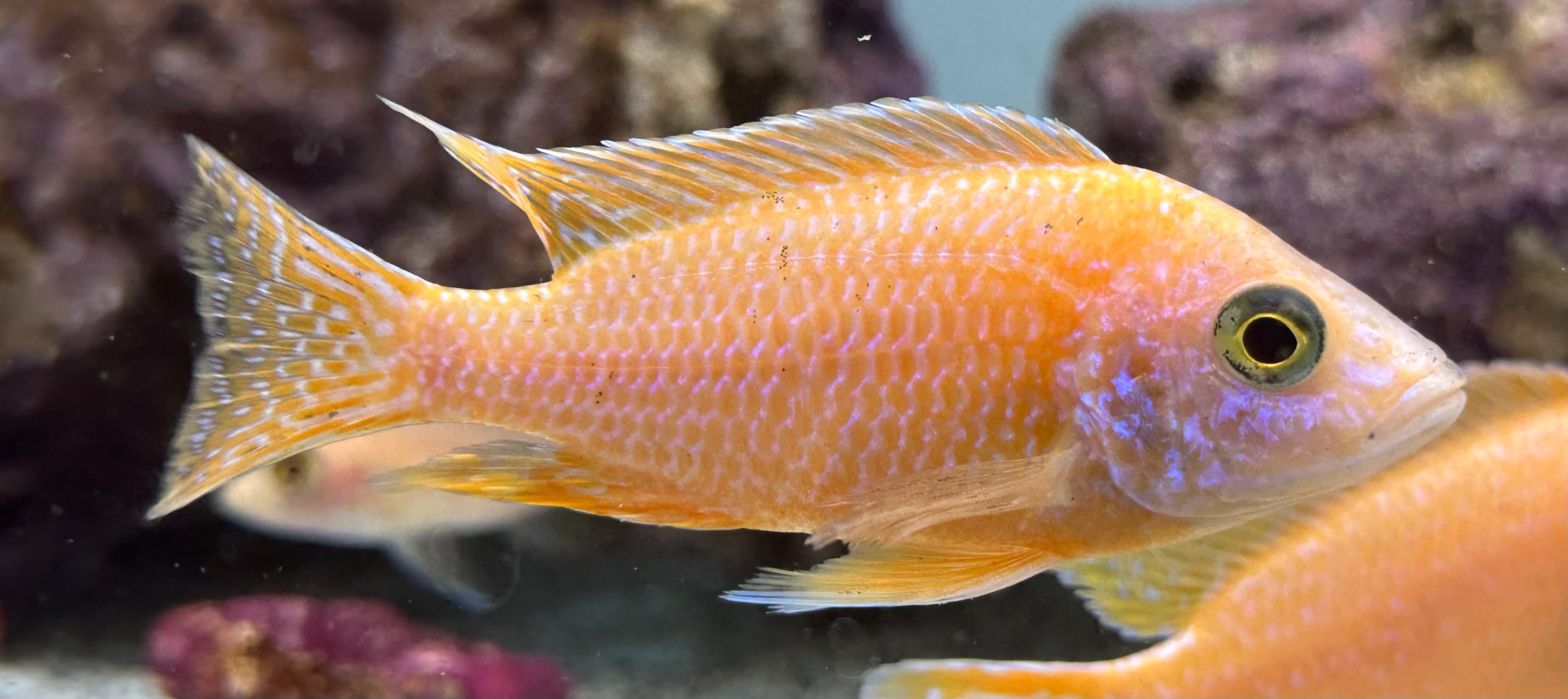 Strawberry Peacock Cichlid (3”)