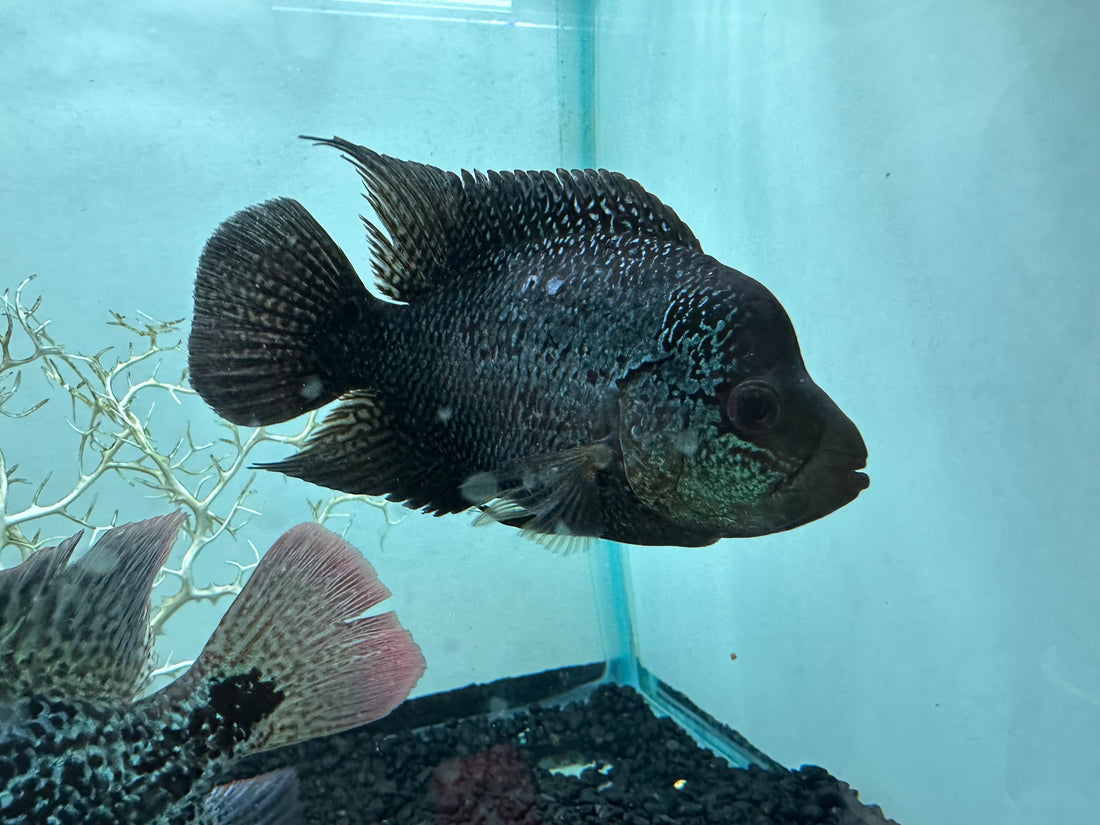 Large Assorted Flowerhorn (5-7”)