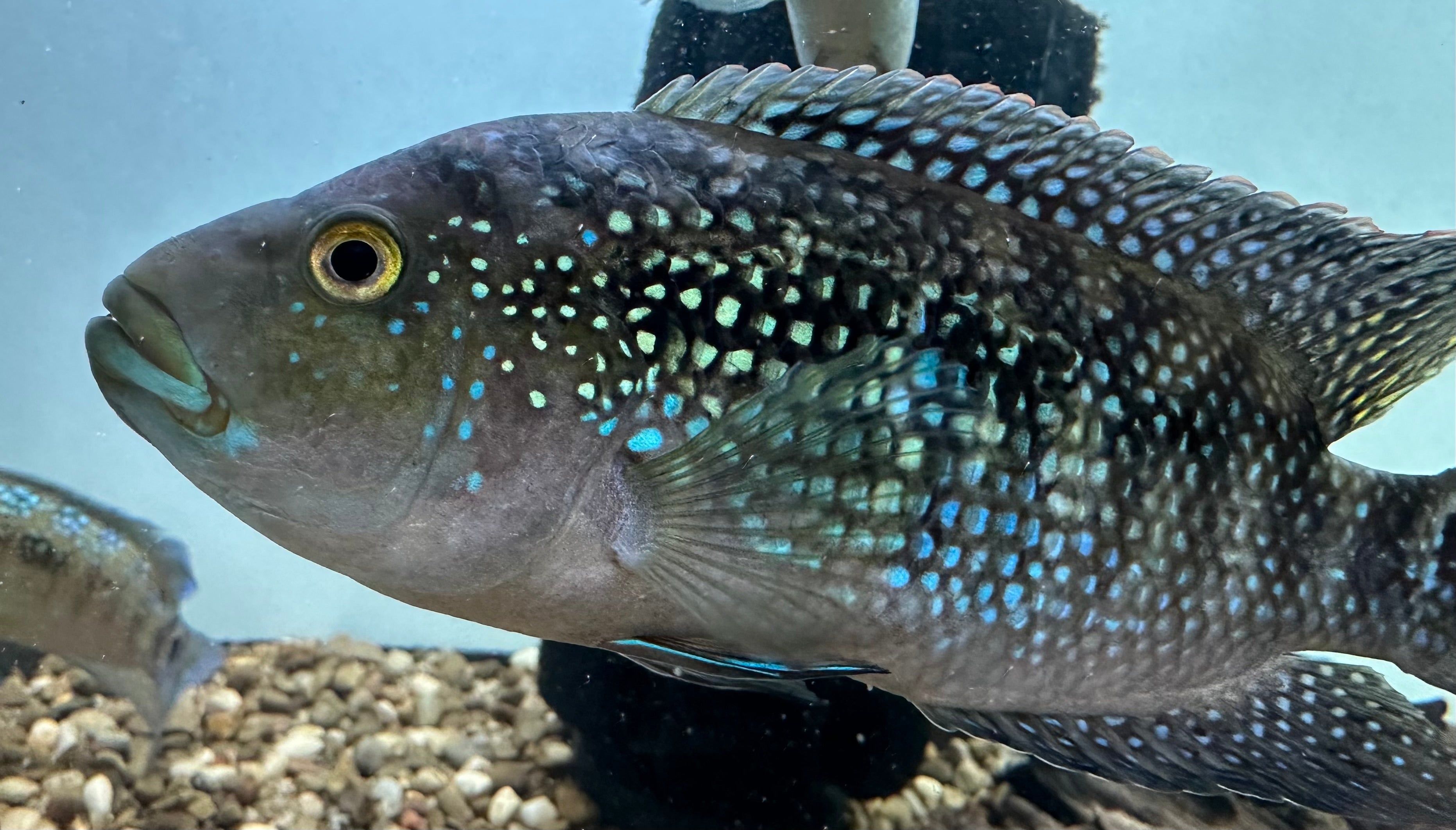 Jack Dempsey (4.5-5”+)