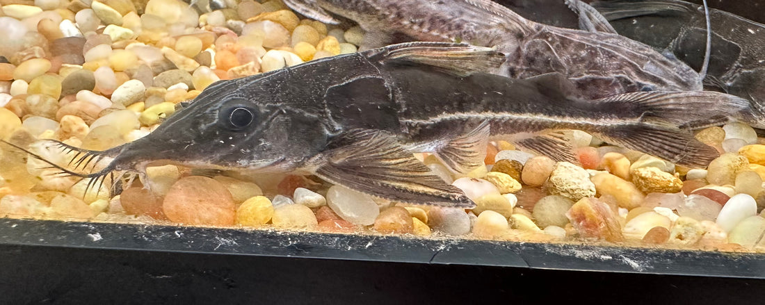 Nemadoras humeralis Catfish (2.5-3”)