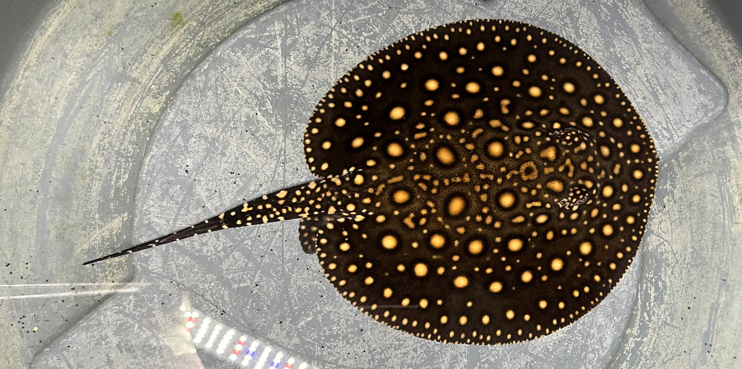Black Diamond Hybrid (Male 8”)