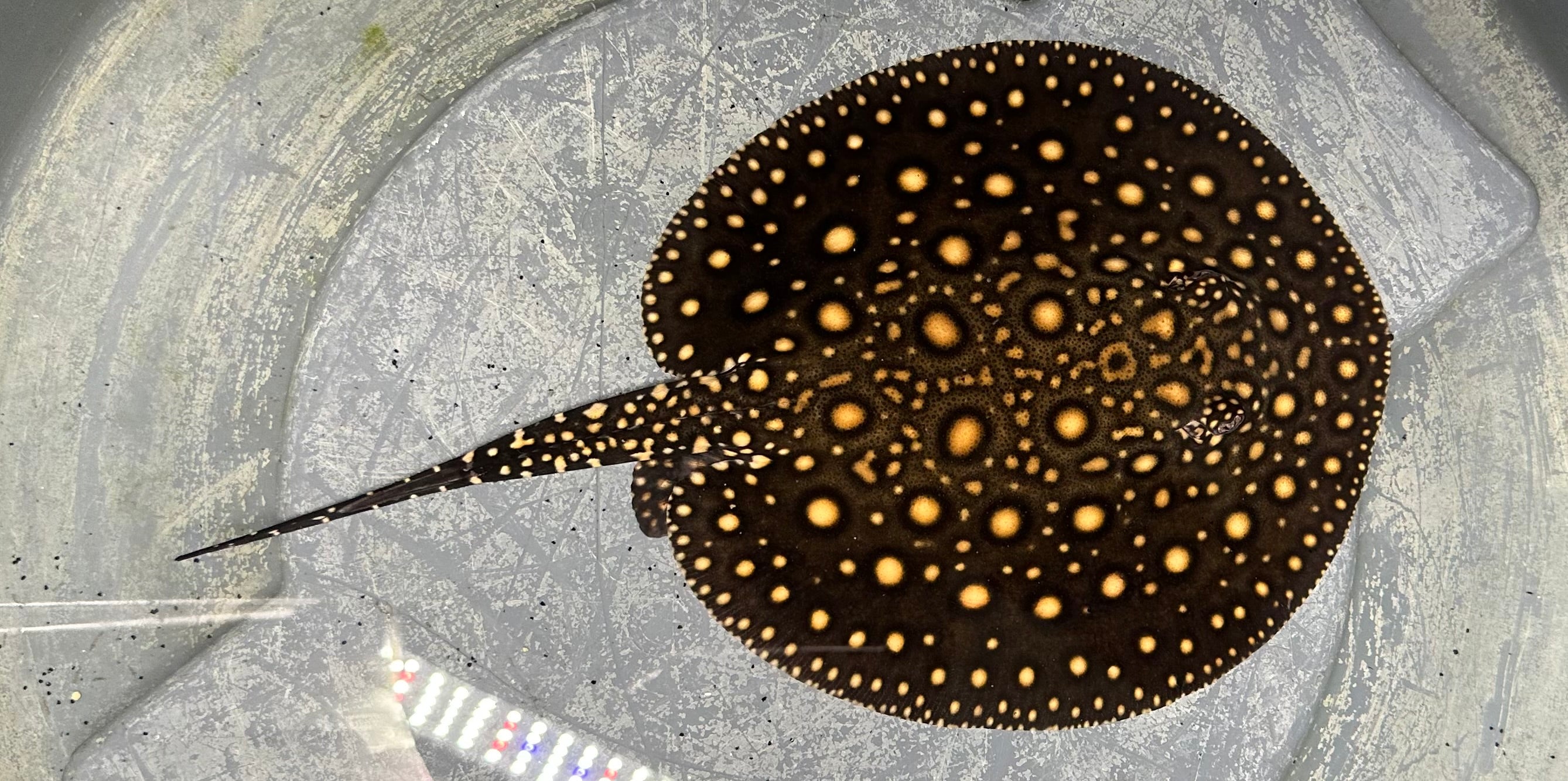 Black Diamond Hybrid (Male 8”)