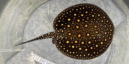 Black Diamond Hybrid (Male 8”)