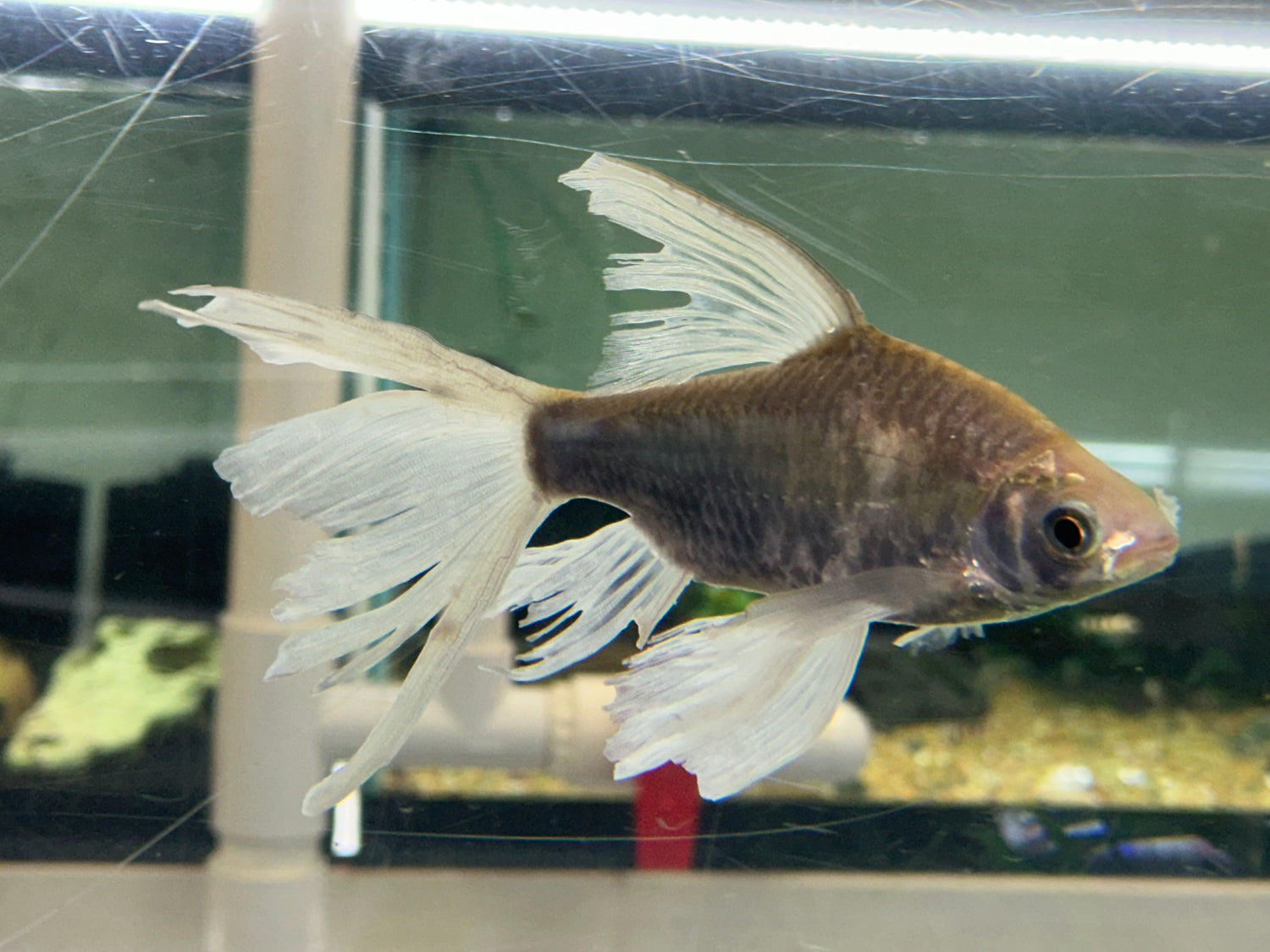 Longfin Silver Barb (6-7”)